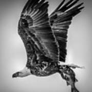 Eagle Catch In Black And White Poster