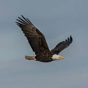 Eagle In Flight Poster