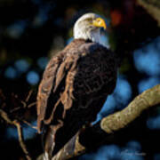 Eagle On A Branch Poster