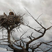 Eagles Nest Poster