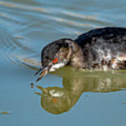Eared Grebe Poster