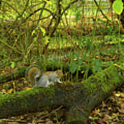 Eastern Grey Squirrel-alkington Woods, Manchester, Uk Poster
