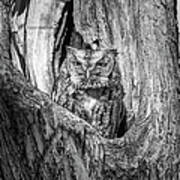 Eastern Screech Owl Poster
