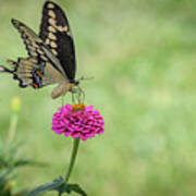 Eastern Swallowtail On Pink Zinnia Poster