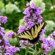 Eastern Tiger Swallowtail And Phlox Poster