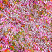 Echinacea Purpurea Poster