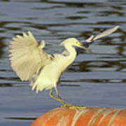 Egret Lands On Buoy At Tempe Town Lake Poster