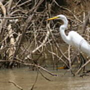 Egret Poster