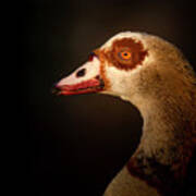 Egyptian Goose At Sunset Poster
