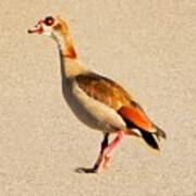 Egyptian Goose Live Poster