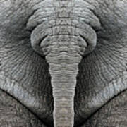 Elephant Hide Poster