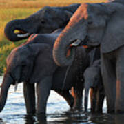 Elephants Drinking In Waterhole At Sunset In Okavango Delta Of Botswana Poster