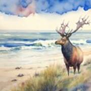 Elk At Beach Poster
