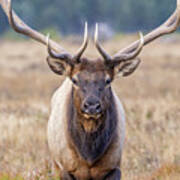 Elk Bull Head On Close-up Poster
