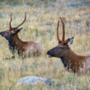 Elk Rocky Mountains Poster