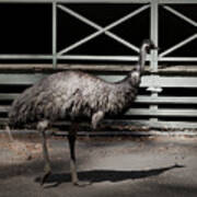 Emu In Profile Poster