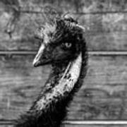 Emu Portrait Poster