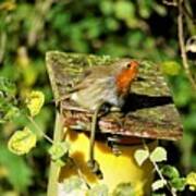 English Robin On A Birdhouse Poster