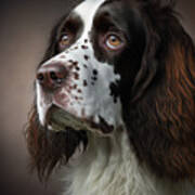 English Springer Spaniel Color Poster