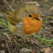 European Robin In Dublin, Ireland #2 Poster