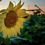 Evening Flower Poster