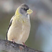 Evening Grosbeak Poster