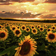 Evening Sunset Sunflowers Poster