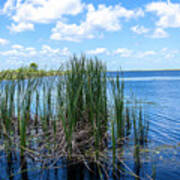 Everglades Blind Poster