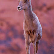 Ewe On A Pedestal Poster