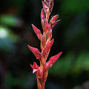 Fakahatchee Beaked Orchid Side View Poster