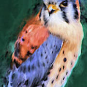Falco Sparverius Poster