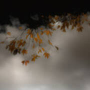 Fall Leaves 4 Poster
