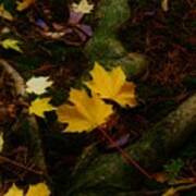 - Fall Leaves Poster