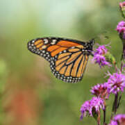 Fall Monarch 2016-10 Poster