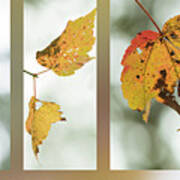 Fall Red Maple Poster