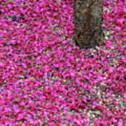 Fallen Japanese Cherry Tree Blossom Poster