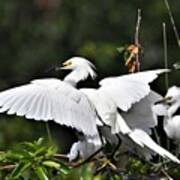Family Of Snowy Egrets Poster