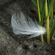 Feather And Beach Grass Poster