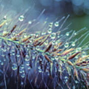 Feather Grass Dance Poster