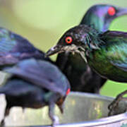 Feeding Metallic Starlings Poster