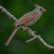 Female Northern Cardinal In The Wild Poster