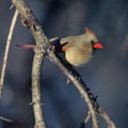 Female Cardinal On Branch Poster