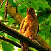 Female Cooper Hawk Poster