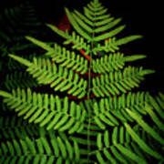 Fern Fronds Poster