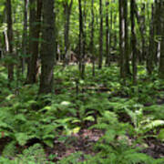 Ferns On Forest Floor 0871 Poster