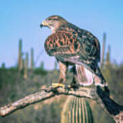 Ferruginous Hawk Poster