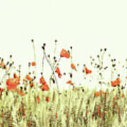 Field Of Coral Poppies Poster