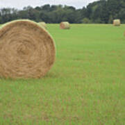 Field Of Hay Bales Poster