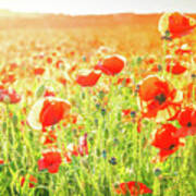Field Of Poppy Flowers Poster