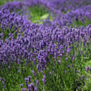 Field of Purple Flowers Poster